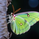 luna moth interesting facts
